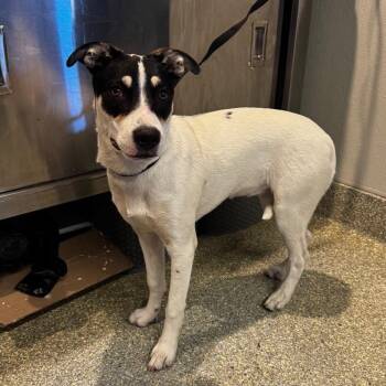 Panda* -  Jack Russell Terrier Dog for Adoption in San Gabriel, California - Panda* | PetCurious