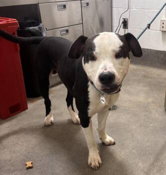 JEDI -  Pit Bull Terrier Dog for Adoption - JEDI | PetCurious