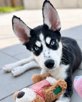 Cory -  Siberian Husky Dog for Adoption in Walnut Creek, California - Cory | PetCurious