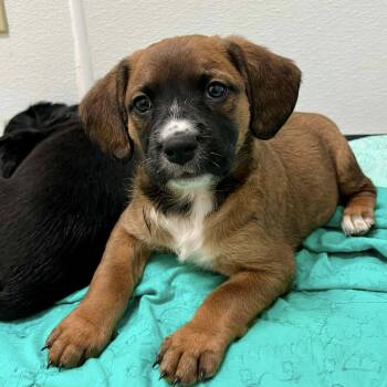 Plumette -  Spaniel and Beagle Dog for Adoption in Bardonia, New York - Plumette | PetCurious