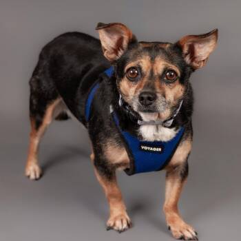 Chihuahua and Dachshund Dogs Available for Adoption - Hershey D11129 | PetCurious