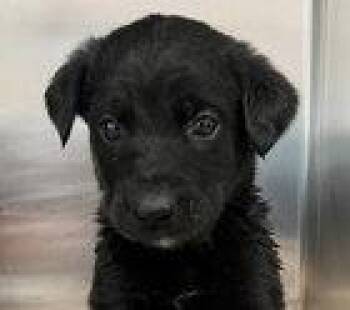 Labrador Retriever and Shepherd Dogs Available for Adoption in Fremont, California - Basil | PetCurious