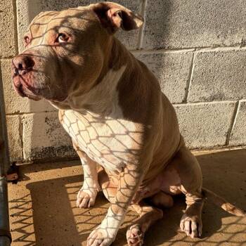 Pot Pie -  Pit Bull Terrier Dog for Adoption in Edinburg, Texas - Pot Pie | PetCurious