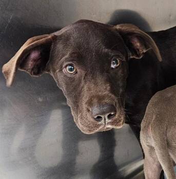 Labrador Retriever Dogs Available for Adoption in Mobile, Alabama - Hoagie | PetCurious