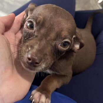 Chihuahua and Mixed Breed Dogs Available for Adoption in Richmond Hill, Georgia - Froggy | PetCurious