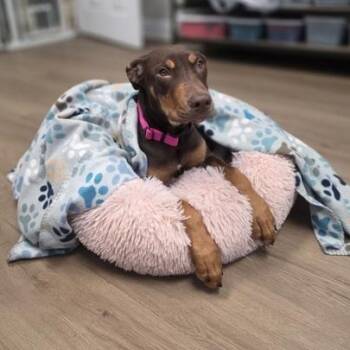 Hannah -  Doberman Pinscher and Mixed Breed Dog for Adoption in Lawrenceville, Georgia - Hannah | PetCurious
