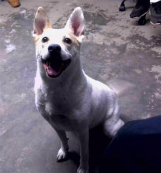 Australian Cattle Dog Blue Heeler and Mixed Breed Dogs Available for Adoption in Tallahassee, Florida - FANTASIA | PetCurious