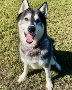 Roscoe -  Siberian Husky Dog for Adoption in Fremont, Michigan - Roscoe | PetCurious