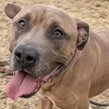 Rescue Pit Bull Terrier Dogs for Adoption in Chicago, Illinois - Harvey | PetCurious