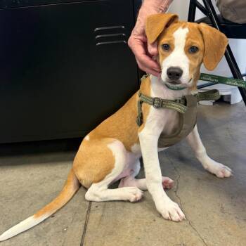 Clovis -  Beagle Dog for Adoption in Lancaster, South Carolina - Clovis | PetCurious