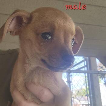 Chihuahua and Dachshund Dogs Available for Adoption in Armonk, New York - AAD Upcoming Arrival! Captain Hook - 26066 | PetCurious