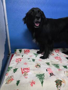 Flat Coated Retriever Dogs Available for Adoption in Elkton, Maryland - Smoke | PetCurious