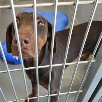 Kelly -  Doberman Pinscher Dog for Adoption in Kingman, Arizona - Kelly | PetCurious