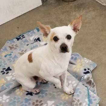 PEABODY -  Chihuahua Dog for Adoption in Seymour, Indiana - PEABODY | PetCurious