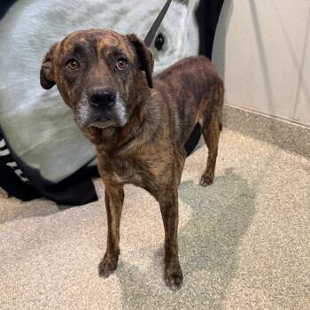 IVHS-Stray-143377 -  Shepherd and Pit Bull Terrier Dog for Adoption in San Gabriel, California - IVHS-Stray-143377 | PetCurious