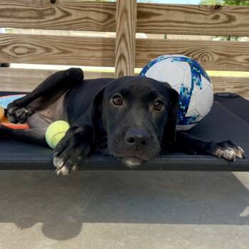 Rescue Black Labrador Retriever and Mixed Breed Dogs for Adoption in Freeport, Florida - Sharon | PetCurious
