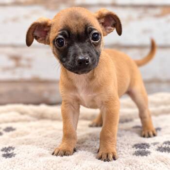 Sustain -  Chihuahua Dog for Adoption in Sumter, South Carolina - Sustain | PetCurious
