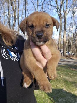 Bernese Mountain Dog and Pit Bull Terrier Dogs Available for Adoption in Rockaway, New Jersey - Mist Newark | PetCurious