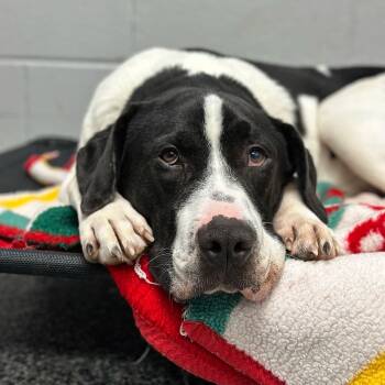 Rescue Mixed Breed Dogs for Adoption in Cranston, Rhode Island - HUGO | PetCurious