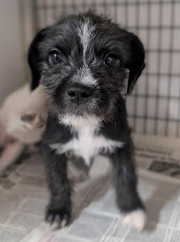 Shih Tzu and Border Terrier Dogs Available for Adoption - Conde Nast | PetCurious