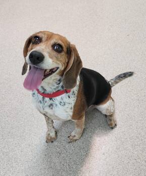 Beagle Dogs Available for Adoption - Daisy | PetCurious