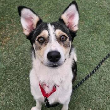Husky Dogs Available for Adoption - Lilith | PetCurious