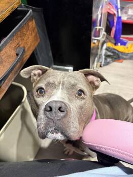 Persephone -  Mixed Breed Dog for Adoption in Georgetown, South Carolina - Persephone | PetCurious