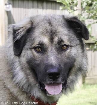 Ivar -  Great Pyrenees and Shepherd Dog for Adoption in Nashville, Tennessee - Ivar | PetCurious