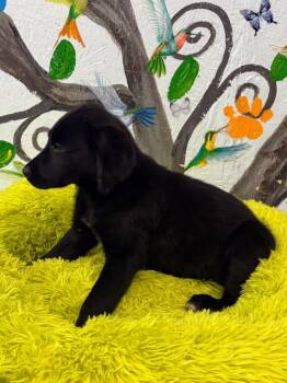 Labrador Retriever Dogs Available for Adoption in Brookhaven, Mississippi - Melvin 26 | PetCurious