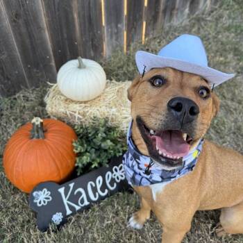 Mixed Breed Dogs Available for Adoption - Kacee | PetCurious