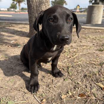 Rescue Labrador Retriever Dogs for Adoption in Harlingen, Texas - Licorice | PetCurious