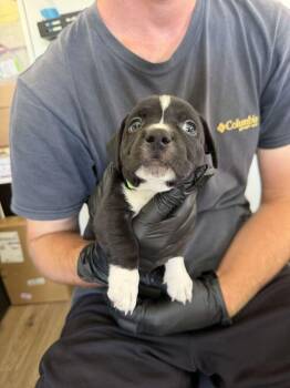 Burrata - Mozzarella -  American Bulldog Dog for Adoption in Lakeland, Florida - Burrata - Mozzarella | PetCurious