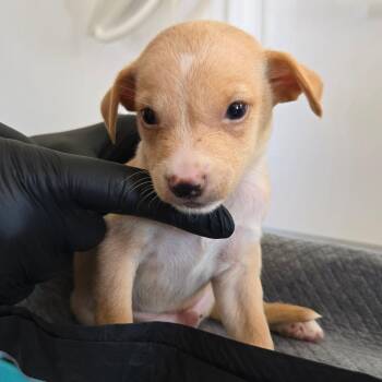 Peanut -  Mixed Breed Dog for Adoption in Redwood Valley, California - Peanut | PetCurious