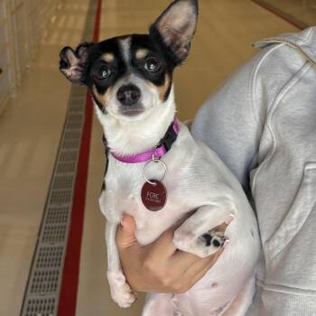 Bittie Baby -  Chihuahua Dog for Adoption in Chicago, Illinois - Bittie Baby | PetCurious