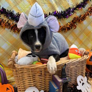 Remy -  Border Collie and Mixed Breed Dog for Adoption in Goleta, California - Remy | PetCurious