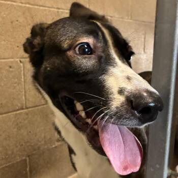 Mary Angela -  Shepherd Dog for Adoption in Yuma, Arizona - Mary Angela | PetCurious
