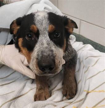 GRAYBLES -  Mixed Breed Dog for Adoption in Santa Fe, New Mexico - GRAYBLES | PetCurious