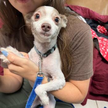 Pomeranian Dogs Available for Adoption in Savannah, Georgia - Jolly Jasper | PetCurious