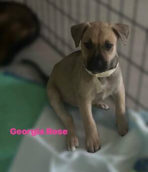 German Shepherd Dog and Australian Cattle Dog Blue Heeler Dogs Available for Adoption in Houston, Texas - Georgia Rose | PetCurious