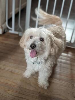 Poodle Dogs Available for Adoption - Buster | PetCurious