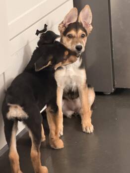 Echo -  Australian Shepherd Dog for Adoption in Las Vegas, Nevada - Echo | PetCurious