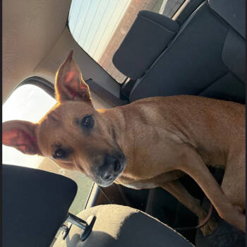 Rescue Mixed Breed Dogs for Adoption in Tipton, Iowa - Roxy | PetCurious