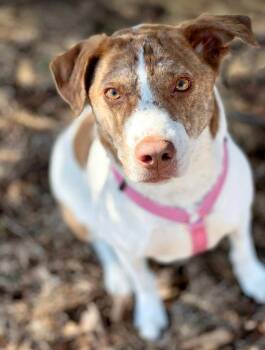 Pit Bull Terrier and Husky Dogs Available for Adoption in Savage, Minnesota - Felicity | PetCurious