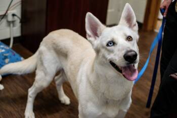 Rescue German Shepherd Dog Dogs for Adoption in Frankfort, New York - Ghost | PetCurious