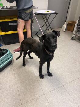 Midnight -  Labrador Retriever Dog for Adoption in Sorrento, Louisiana - Midnight | PetCurious