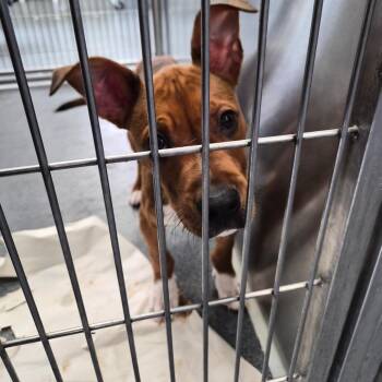 Lummpy -  Terrier and Mixed Breed Dog for Adoption in Montgomery, Alabama - Lummpy | PetCurious