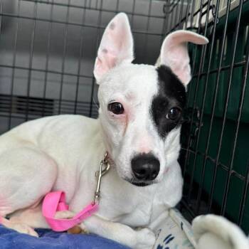 Tweed -  Terrier Dog Available for Adoption in Jackson, Missouri - Tweed | PetCurious