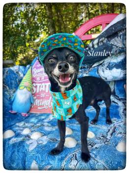 Stanley -  Chihuahua Dog for Adoption in Sebring, Florida - Stanley | PetCurious