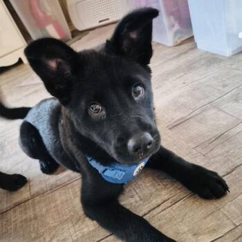 John -  German Shepherd Dog Dog for Adoption in Williston, Vermont - John | PetCurious