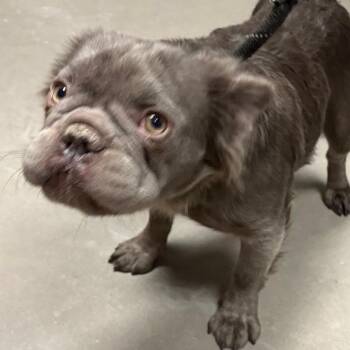French Bulldog Dogs Available for Adoption - Delete | PetCurious